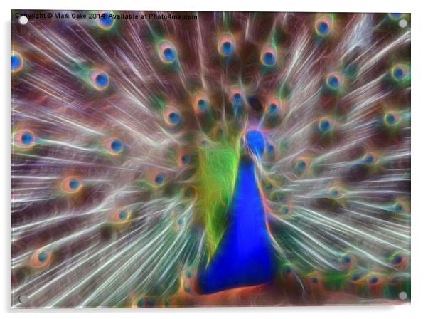 Peacock display Acrylic by Mark Cake