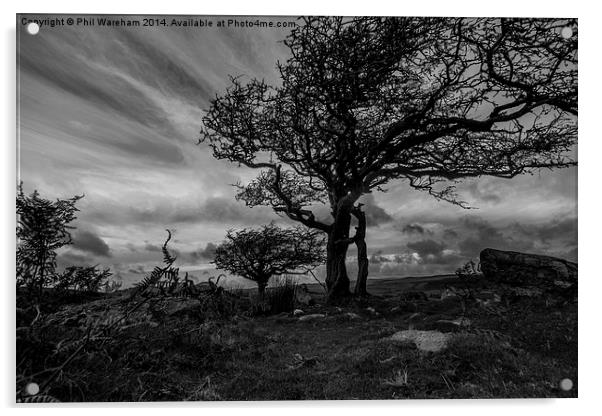  Dartmoor Tree Acrylic by Phil Wareham