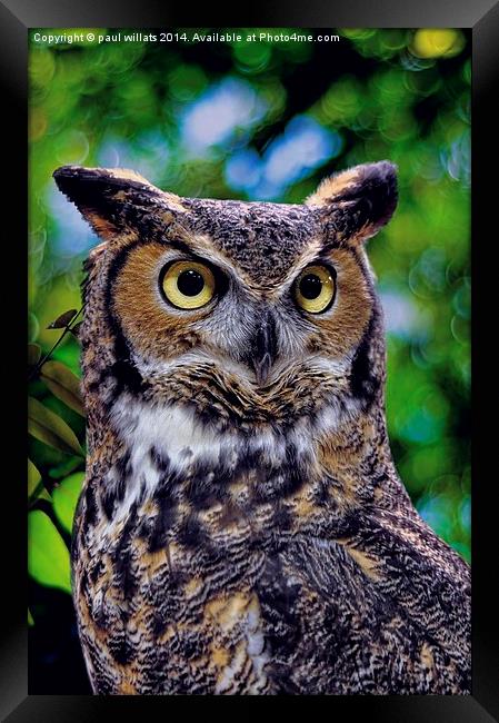 GREAT HORNED OWL Framed Print by paul willats