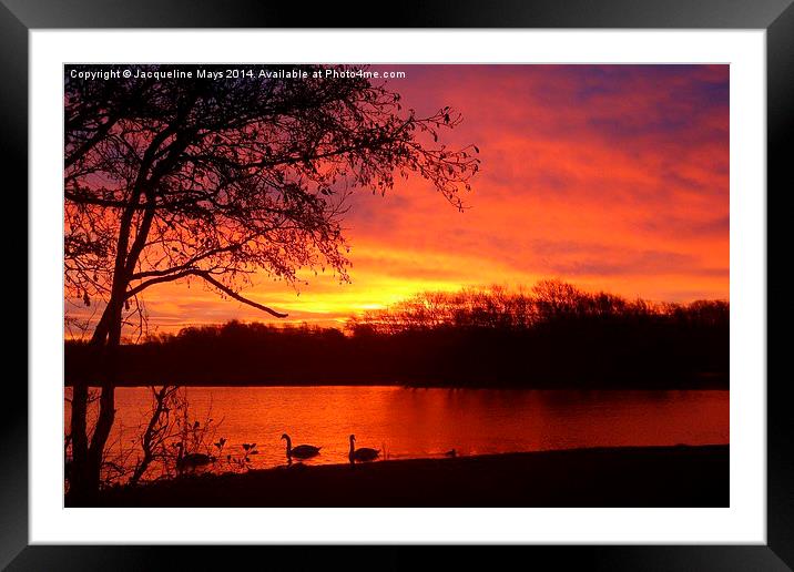  Sunrise Over Swan Lake Framed Mounted Print by Jacqueline Mays