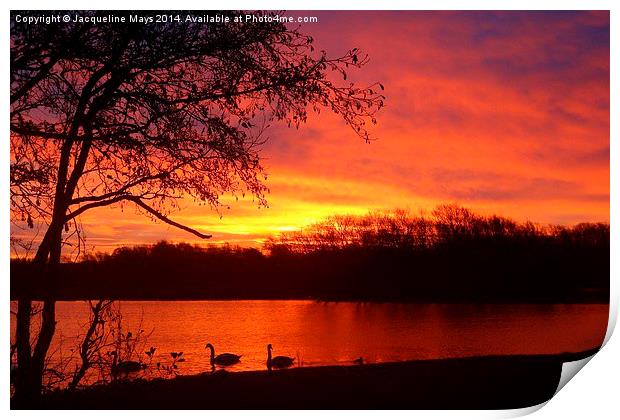  Sunrise Over Swan Lake Print by Jacqueline Mays