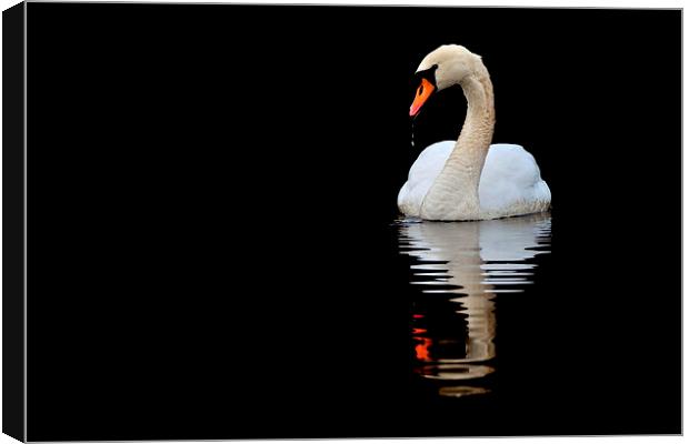   Mute Swan Canvas Print by Macrae Images