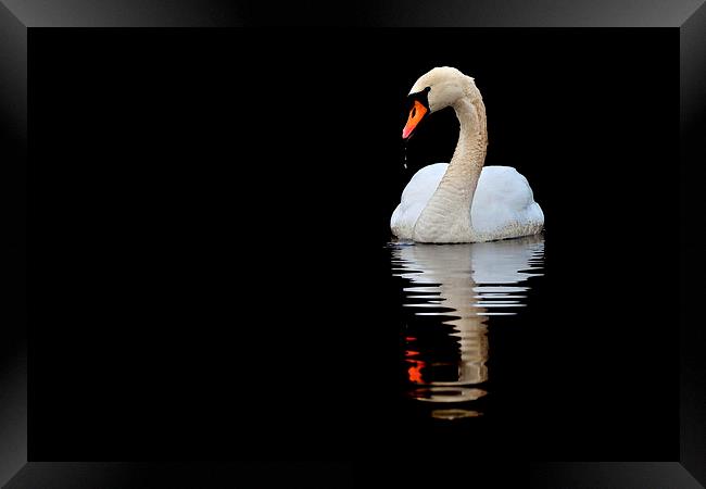   Mute Swan Framed Print by Macrae Images