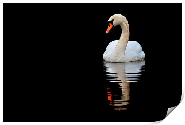   Mute Swan Print by Macrae Images