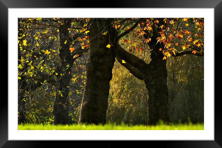  golden light  The Autumn Trees  Framed Mounted Print by Heaven's Gift xxx68
