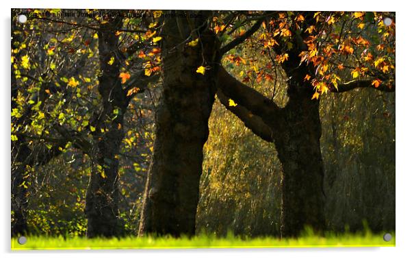  golden light  The Autumn Trees  Acrylic by Heaven's Gift xxx68