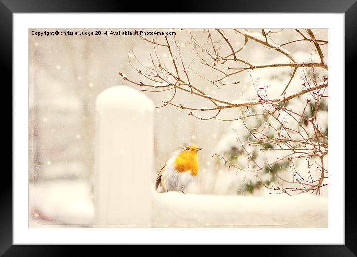  The little red robin on a snowy winters day in lo Framed Mounted Print by Heaven's Gift xxx68