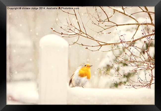  The little red robin on a snowy winters day in lo Framed Print by Heaven's Gift xxx68