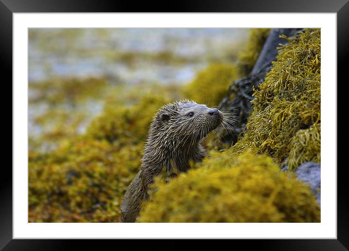  Otter portrait Framed Mounted Print by Chris Griffin