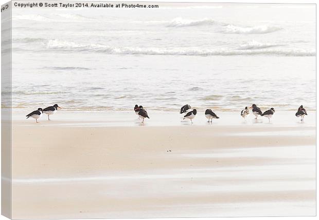  TEAM OYSTER Canvas Print by Scott Taylor