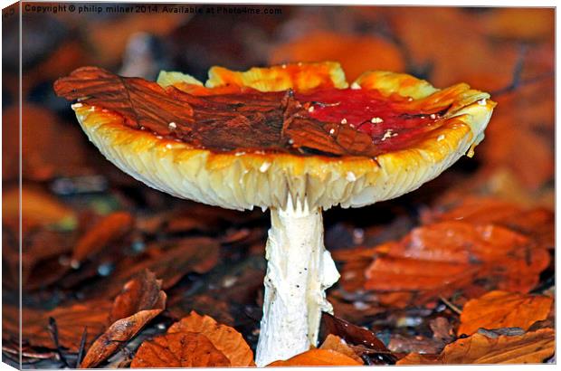  Winter Fungus Canvas Print by philip milner