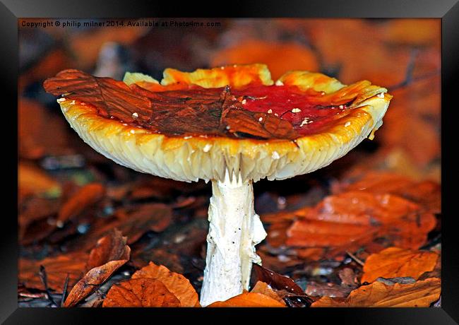  Winter Fungus Framed Print by philip milner