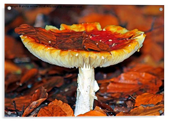  Winter Fungus Acrylic by philip milner