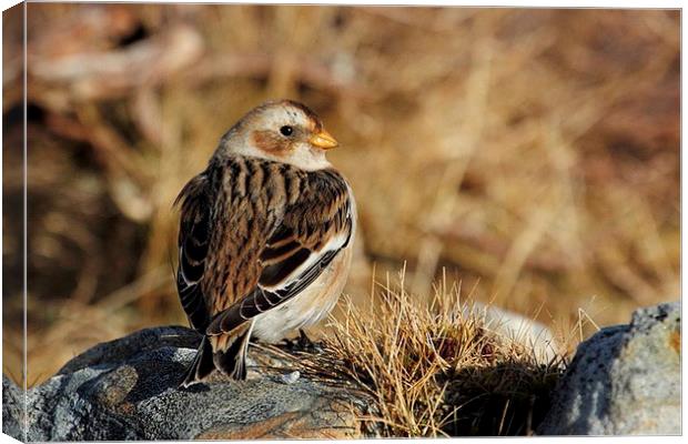  Snow Bunting Canvas Print by Chris Griffin