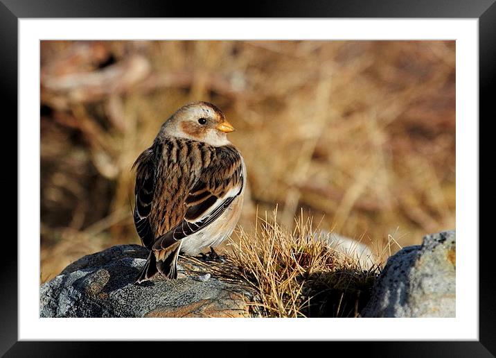  Snow Bunting Framed Mounted Print by Chris Griffin