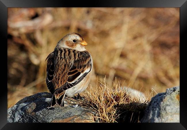  Snow Bunting Framed Print by Chris Griffin
