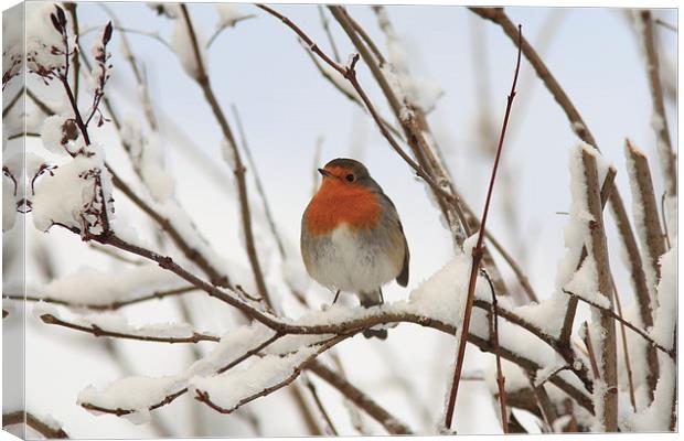  Chilly Robin Canvas Print by Aaron Casey