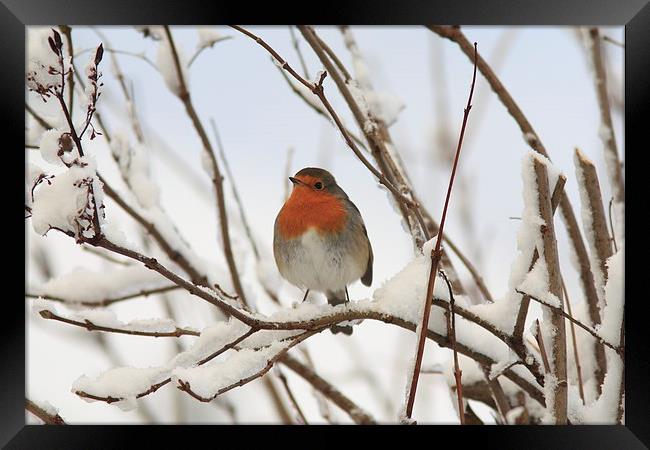  Chilly Robin Framed Print by Aaron Casey