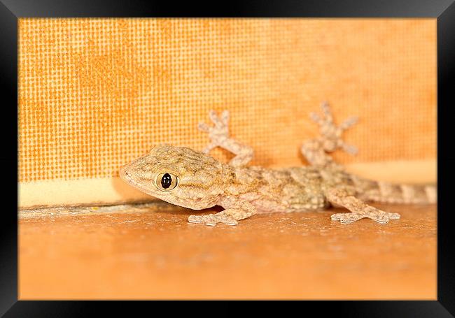  Moorish Gecko portrait Framed Print by Chris Griffin