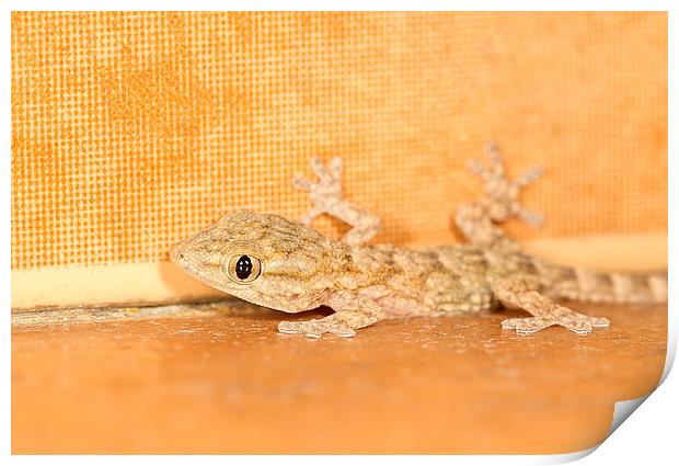  Moorish Gecko portrait Print by Chris Griffin