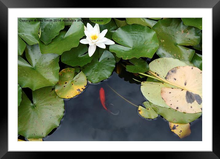  Water Lilly and Fish Framed Mounted Print by Neil Smith
