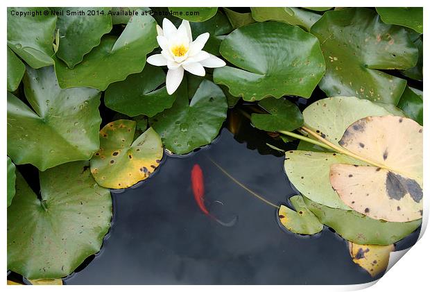  Water Lilly and Fish Print by Neil Smith