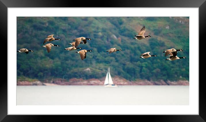  Canada Geese in flight over Isle of Mull Scotland Framed Mounted Print by James Bennett (MBK W