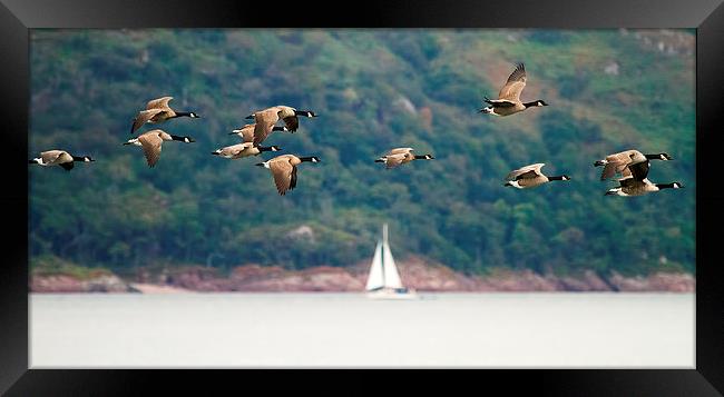  Canada Geese in flight over Isle of Mull Scotland Framed Print by James Bennett (MBK W