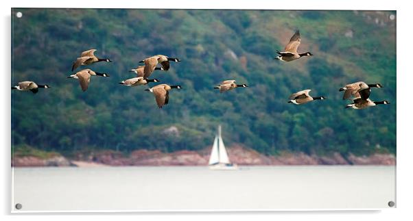  Canada Geese in flight over Isle of Mull Scotland Acrylic by James Bennett (MBK W