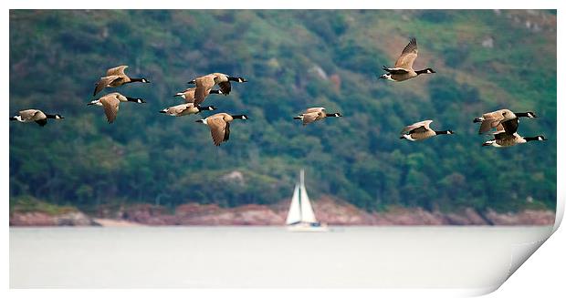  Canada Geese in flight over Isle of Mull Scotland Print by James Bennett (MBK W