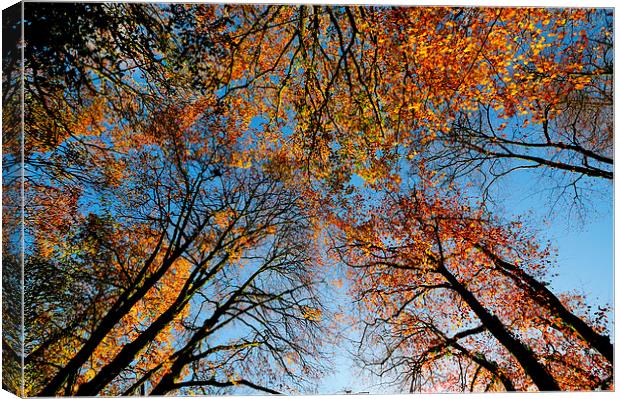  Looking up at autumn  Canvas Print by Rosie Spooner