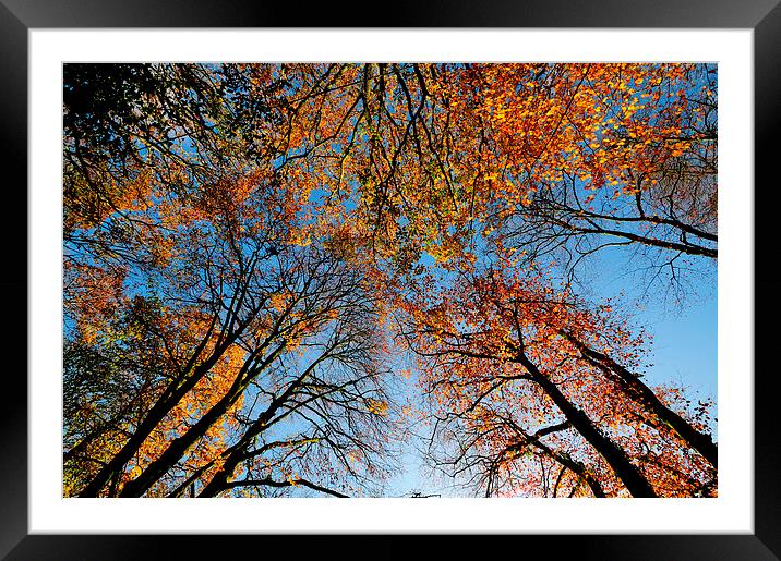  Looking up at autumn  Framed Mounted Print by Rosie Spooner
