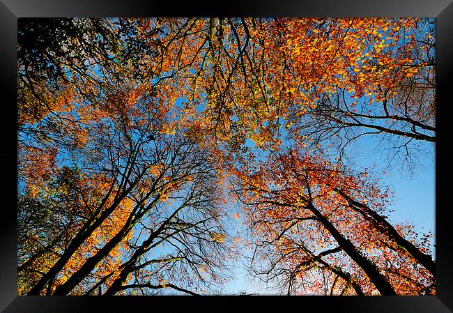 Looking up at autumn  Framed Print by Rosie Spooner
