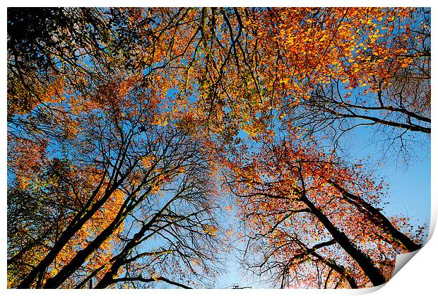  Looking up at autumn  Print by Rosie Spooner