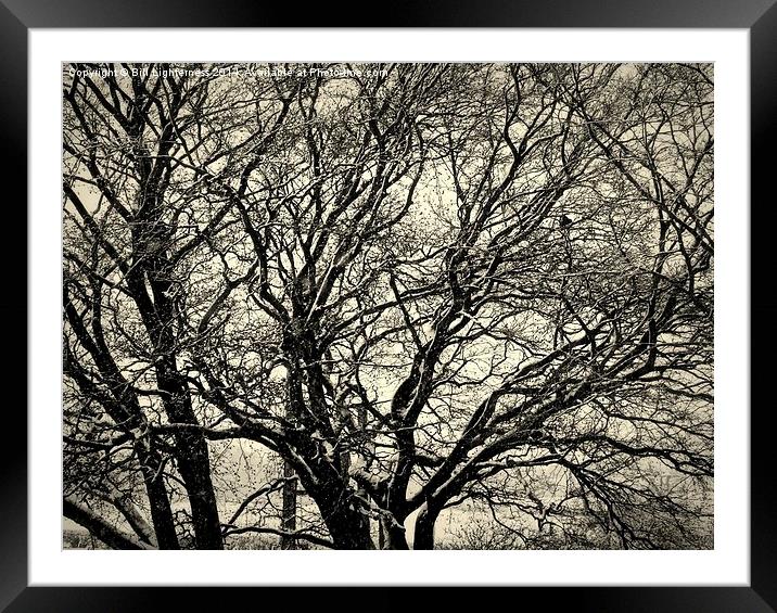  The Bare Winter Tree Framed Mounted Print by Bill Lighterness