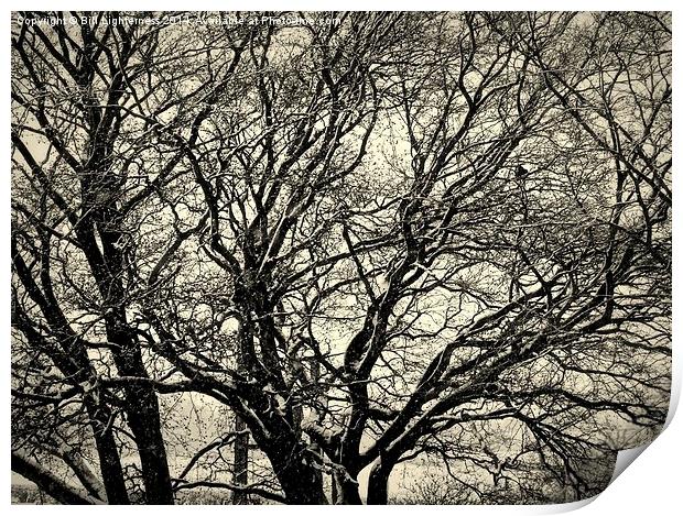  The Bare Winter Tree Print by Bill Lighterness