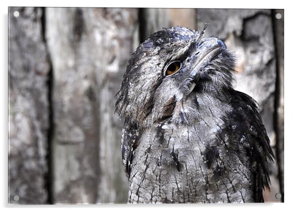 Owl Acrylic by Radovan Chrenko