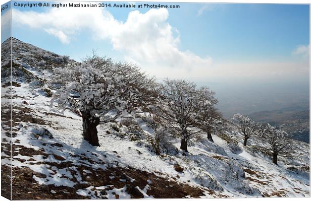  A raw of trees on mountain, Canvas Print by Ali asghar Mazinanian
