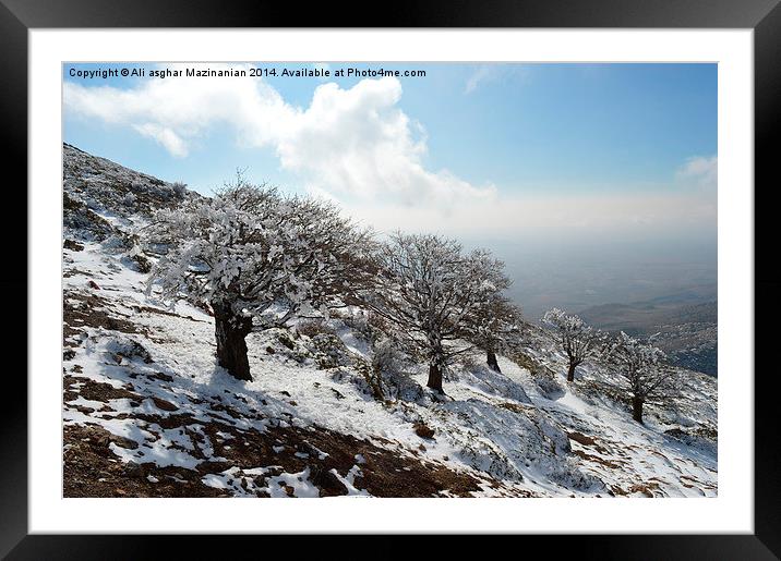  A raw of trees on mountain, Framed Mounted Print by Ali asghar Mazinanian