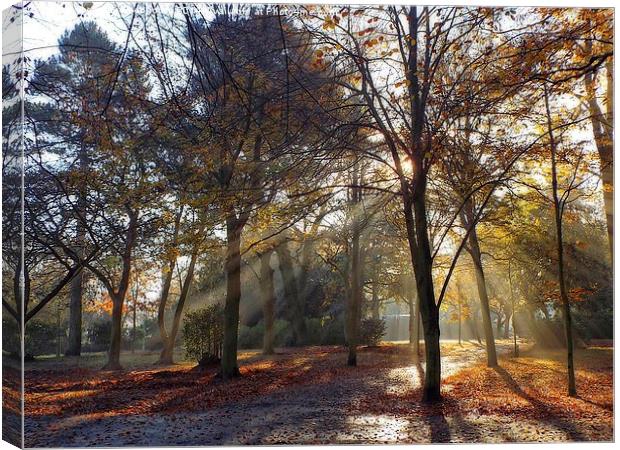  autumnal rays Canvas Print by chrissy woodhouse