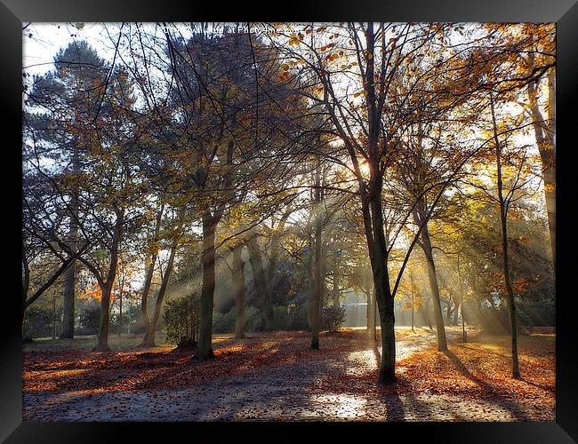  autumnal rays Framed Print by chrissy woodhouse