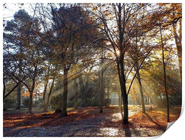 autumnal rays Print by chrissy woodhouse