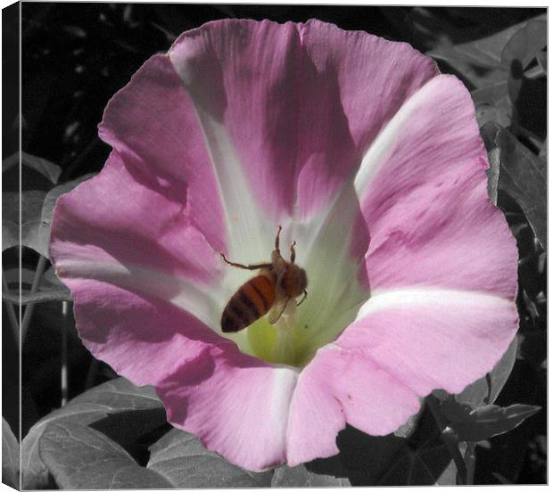  Bee in a Flower Against B/W Background Canvas Print by james balzano, jr.