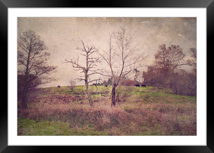 Cows on the Hill  Framed Mounted Print by Dawn Cox