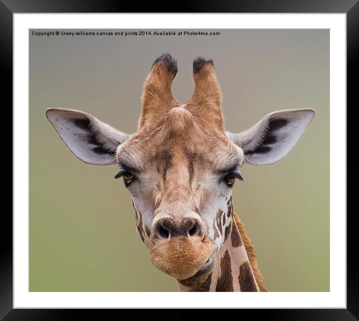Giraffe. I Am Beautiful Framed Mounted Print by Linsey Williams