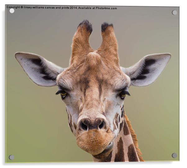 Giraffe. I Am Beautiful Acrylic by Linsey Williams