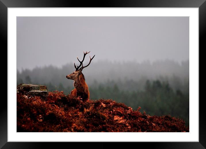  Red Deer Stag Framed Mounted Print by Macrae Images