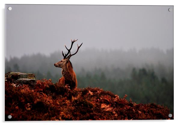  Red Deer Stag Acrylic by Macrae Images