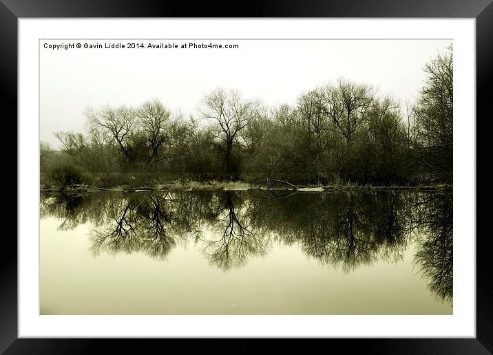  Tree Reflections 1 Framed Mounted Print by Gavin Liddle