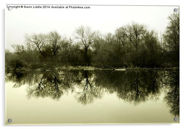  Tree Reflections 1 Acrylic by Gavin Liddle